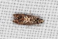 Pammene gallicolana