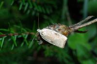 Agonopterix nervosa