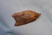 Acleris rhombana