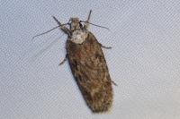 Depressaria