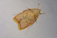 Carcina quercana