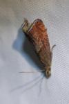 Dichrorampha acuminatana