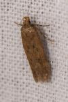 Bryotropha