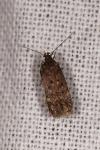 Bryotropha