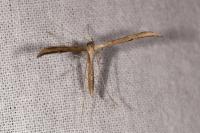 Emmelina monodactyla