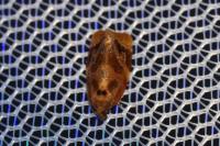Ditula angustiorana