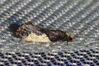 Monopis monachella