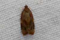 Ditula angustiorana