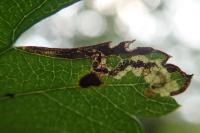 Ectoedemia atricollis