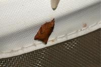 Acleris rhombana