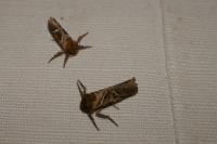 Triodia sylvina