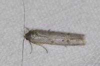 Hypatopa binotella