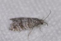 Corticivora piniana