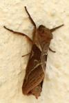 Triodia sylvina