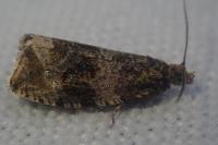 Celypha lacunana
