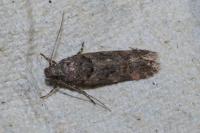 Teleiopsis diffinis