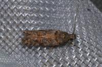Teleiopsis diffinis