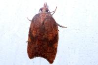 Acleris rhombana