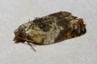 Acleris variegana