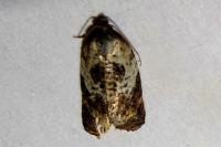 Acleris variegana