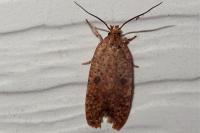 Agonopterix