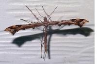 Amblyptilia acanthadactyla
