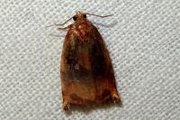 Archips podana