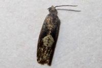 Epinotia immundana
