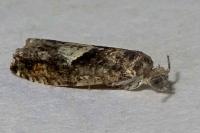 Epinotia immundana