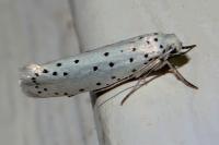 Yponomeuta
