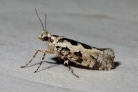 Ypsolopha sequella