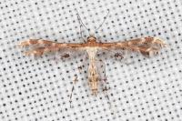 Capperia hellenica