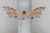 Capperia hellenica