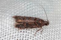 Teleiopsis diffinis