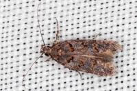 Teleiopsis diffinis