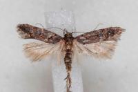Teleiopsis diffinis