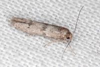 Blastobasis phycidella