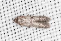 Blastobasis phycidella