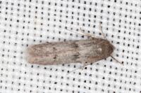Blastobasis phycidella