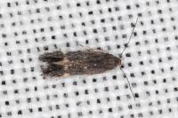 Aproaerema anthyllidella