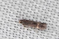 Aproaerema anthyllidella