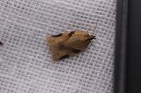 Clepsis spectrana