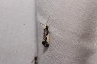 Monopis monachella