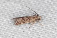 Symmoca orphnella