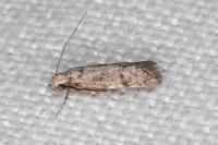 Symmoca orphnella