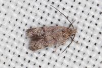 Symmoca orphnella