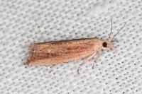 Bactra lancealana