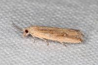 Bactra lancealana