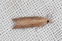 Bactra lancealana