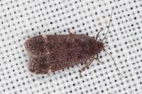 Anacampsis scintillella